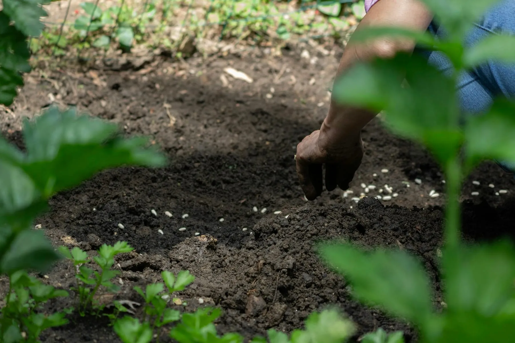 Hand legt Samen in die Erde eines Gemüsebeets