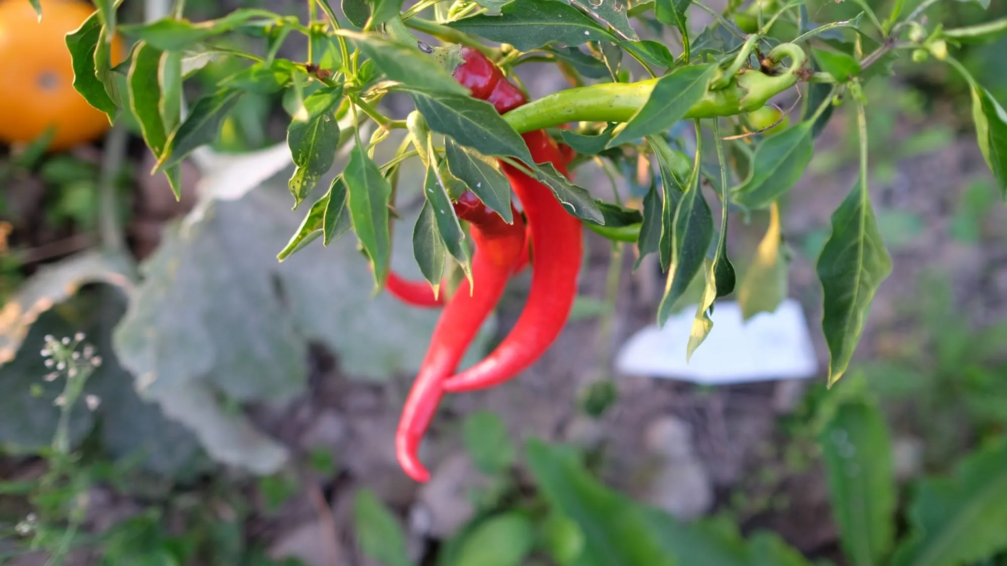 Rote Chilischoten an einer Pflanze auf unserem Acker in Augsburg-Inningen