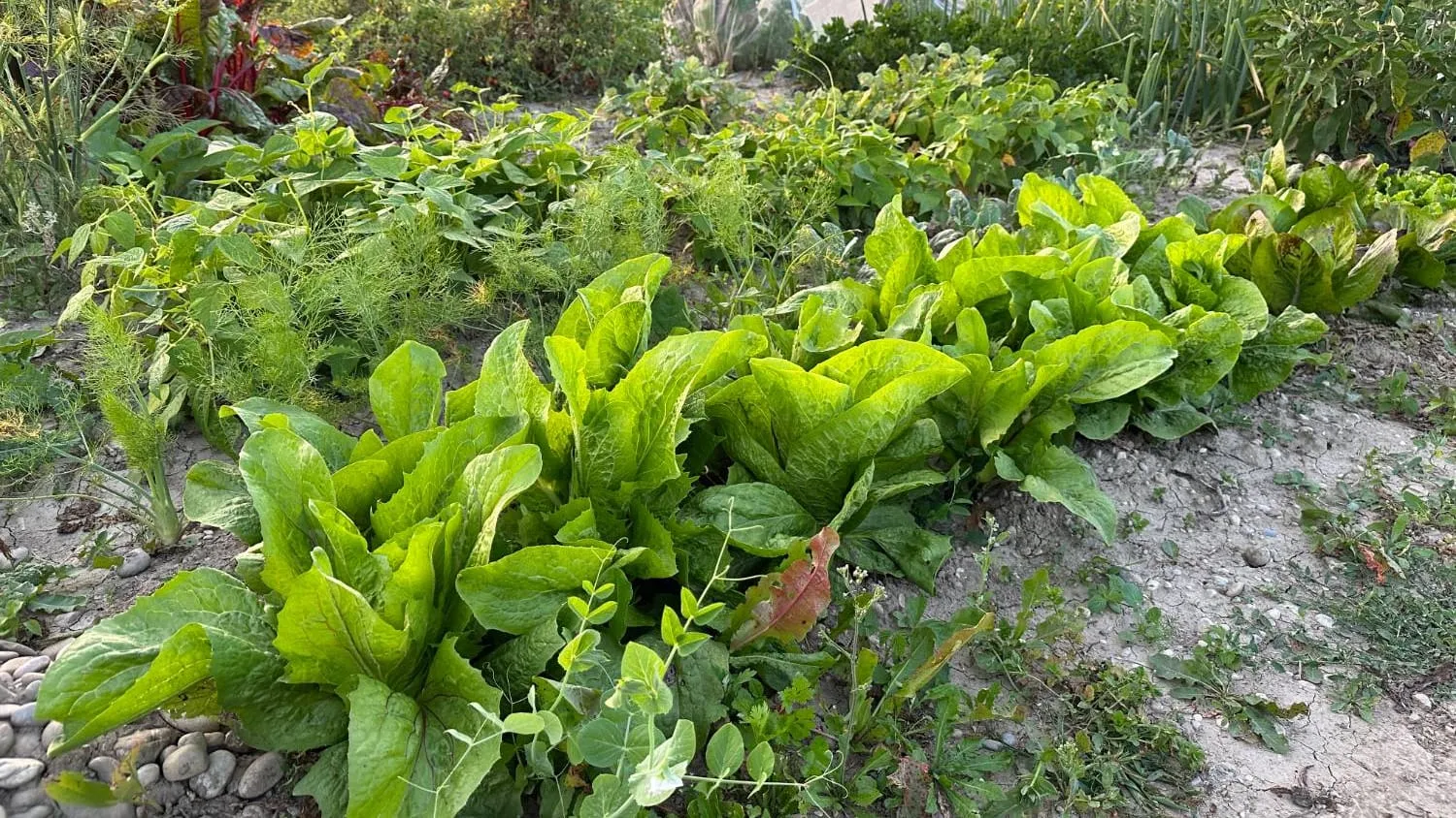 Gemüsebeet mit Salat, Bohnen, Fenchel und Mangold auf unserem Acker in Augsburg-Inningen im Abendlicht