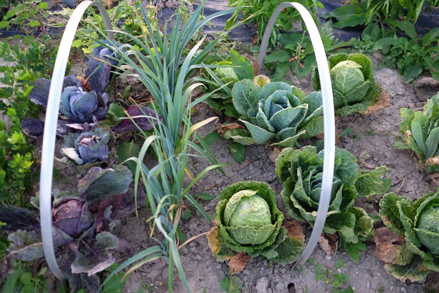Rotkohl, Wirsing und Lauch wachsen nebeneinander auf einer Parzelle