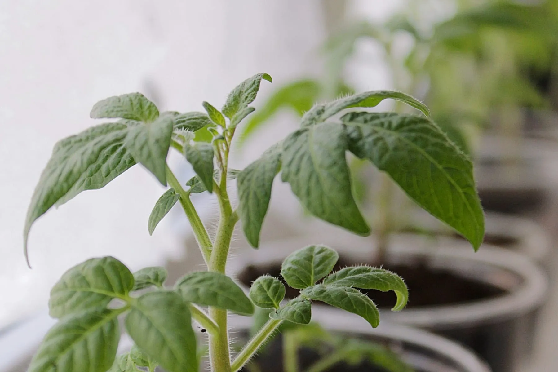 Tomaten-Jungpflanzen in Töpfen